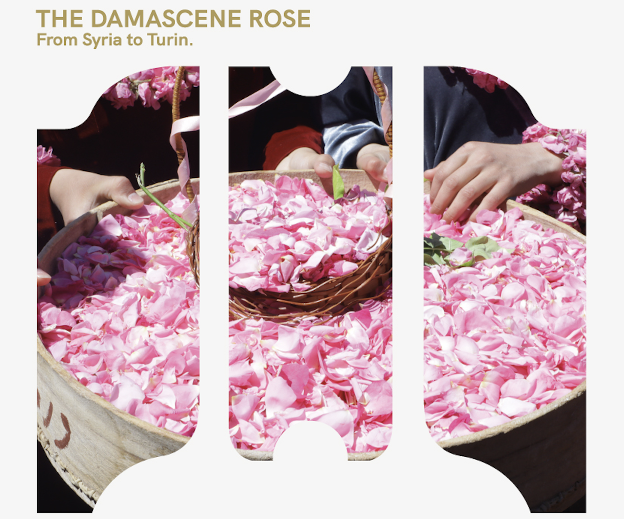 MOSTRA FOTOGRAFICA – La Rosa di Damasco. Dalla Siria a Torino